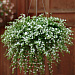 Бакопа сердцелистная (Bacopa cordata) Snowtopia®, 3 мультидраже