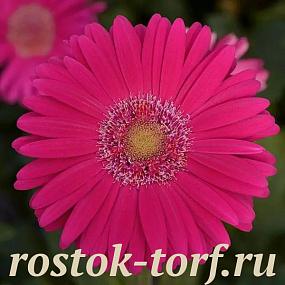 Гербера (Gerbera jamesonii) Mega Revolution Deep Rose with Light Eye, 3 шт обраб. семян