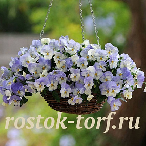 Виола ампельная (Viola trailing F1) Cool Wave Frost, 3 шт семян