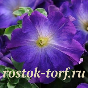 Петуния крупноцветковая (Petunia grandiflora F1) Sophistica Blue Morn, 5 шт драже