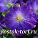 Петуния крупноцветковая (Petunia grandiflora F1) Sophistica Blue Morn, 5 шт драже
