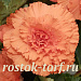 Бегония клубневая (Begonia tuberosa) Amerihybrid Ruffled Apricot, 3 драже