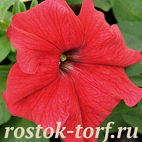 Петуния крупноцветковая (Petunia grandiflora) Eagle Red,10 драже