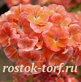 Пеларгония зональная (Pelargonium zonale) Positano Salmon, 3 шт обраб.