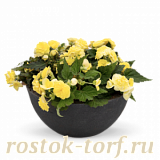 Бегония клубневая (Begonia tuberhybrida) Nonstop Lemon, 5 драже