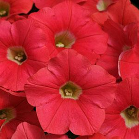 Петуния ампельная мелкоцветковая (Petunia trayling F1) Shock Wave Coral Crush, 5 драж