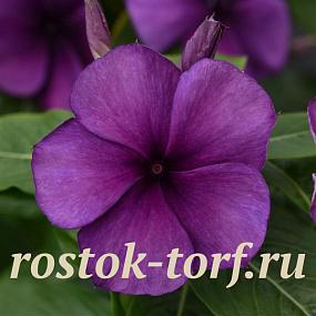 Катарантус розовый (Vinca rosea) Tattoo Blueberry , 5 семян