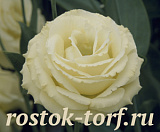Эустома(Лизиантус) махровая (Eustoma grandiflorum) Croma F1 III Yellow, 5 драже