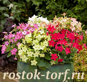 Табак крылатый (Nicotiana alata) Avalon Mixed, 5 драже