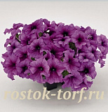 Петуния крупноцветковая (Petunia grandiflora F1) Success! 360° Purple Vein, 5 драже