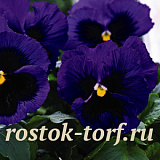 Виола виттрока (Viola wittrockiana) Mammoth™ Deep Blue Dazzle, 5 шт семян