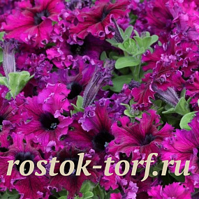 Петуния крупноцветковая (Petunia grandiflora F1) Espresso® Frappe Ruby, 5 драже