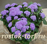 Агератум мексиканский (Ageratum mexicanum) Aloha blue, 10 семян