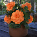 Бегония клубневая (Begonia tuberosa) Amerihybrid Ruffled Apricot, 3 драже