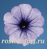 Петуния многоцветковая (Petunia hybrida F1 multiflora) Celebrity Blue Ice, 10 драже