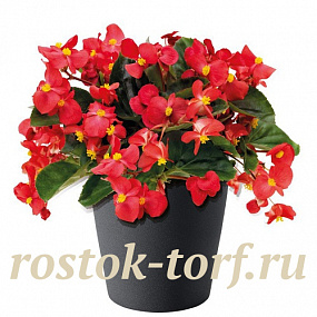 Бегония бенариензис (Begonia x benariensis) Big Red Green Leaf, 3 драже