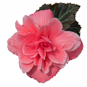 Бегония клубневая (Begonia tuberhybrida) Nonstop Joy Mocca Rose, 5 драже
