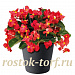 Бегония бенариензис (Begonia x benariensis) Big Red Green Leaf, 3 драже