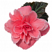 Бегония клубневая (Begonia tuberhybrida) Nonstop Joy Mocca Rose, 5 драже