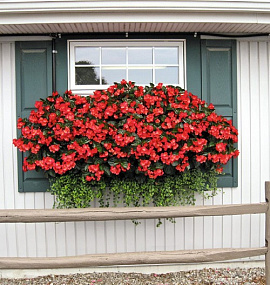 Бегония бенариензис (Begonia x benariensis) Big Red Green Leaf, 3 драже