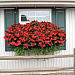 Бегония бенариензис (Begonia x benariensis) Big Red Green Leaf, 3 драже