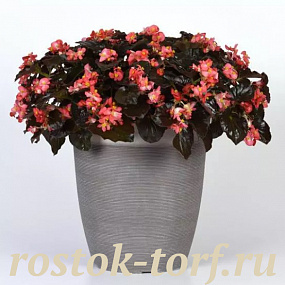 Бегония гибридная (Begonia x hybrida) Baby Wing Red Bronze Leaf, 3 драже