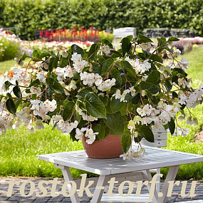 Бегония гибридная (Begonia x hybrida) Dragon Wing White, 3 драже