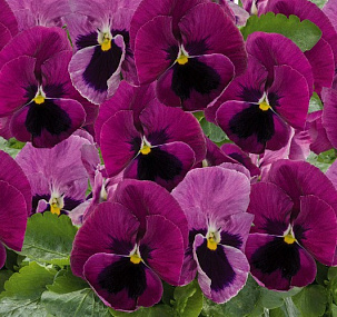 Big pack Виола виттрока (Viola wittrockiana) Inspire® DeluXXe Light Rose Blotch, 30 шт
