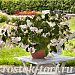 Бегония гибридная (Begonia x hybrida) Dragon Wing White, 3 драже