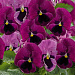 Big pack Виола виттрока (Viola wittrockiana) Inspire® DeluXXe Light Rose Blotch, 30 шт