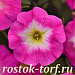 Петуния ампельная (Petunia trayling F1) E3 Easy Wave™ Rose Morn, 5 драже
