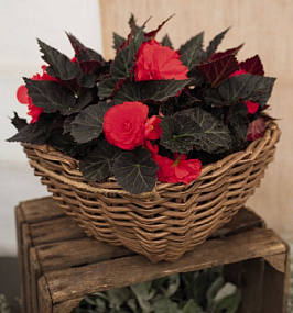 Бегония клубневая (Begonia tuberhybrida) Nonstop Mocca Red, 5 драже