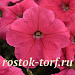 Петуния ампельная (Petunia trayling F1) E3 Easy Wave™ Coral, 5 драже
