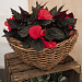 Бегония клубневая (Begonia tuberhybrida) Nonstop Mocca Red, 5 драже