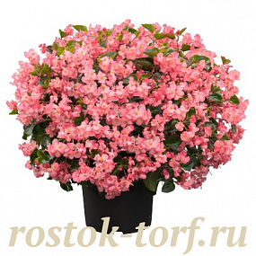 Бегония бенариензис (Begonia x benariensis) Big Deluxxe Pink Green Leaf, 3 шт драже
