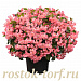 Бегония бенариензис (Begonia x benariensis) Big Deluxxe Pink Green Leaf, 3 шт драже