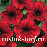 Петуния ампельная (Petunia trayling F1) Tidal Wave® Red Velour, 5 драже