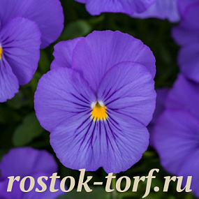 Big pack Виола виттрока (Viola wittrockiana F1) Freefall True Blue, 30 семян 
