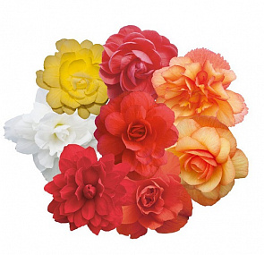 Бегония Begonia tuberhybrida Illumination®, Mix 3 драже