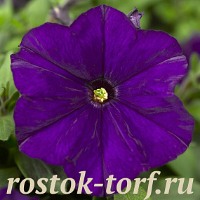 Big pack Петуния мелкоцветковая (Petunia milliflora) Picobella Blue, 30 драже