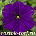 Big pack Петуния мелкоцветковая (Petunia milliflora) Picobella Blue, 30 драже