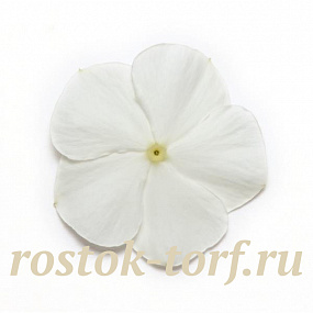 Big pack Катарантус розовый ампельный (Vinca rosea) Mediterranean – Xp White, 30 семян