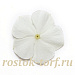 Big pack Катарантус розовый ампельный (Vinca rosea) Mediterranean – Xp White, 30 семян