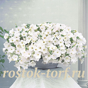 Петуния ампельная (Petunia trayling F1) Opera Supreme White, 5 драже