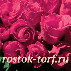 Примула (Primula Acaulis) Primlet ® Rose, 5 семян
