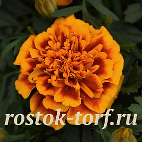 Big pack Бархатцы отклоненные (Tagetes patula F1) Bonanza Flame, 30 шт очищ.семян