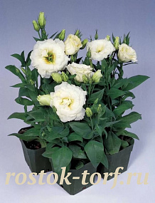 Эустома(Лизиантус) (Eustoma grandiflorum) Sapphire White, 5 драже