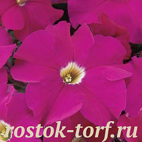 Big pack Петуния крупноцветковая (Petunia grandiflora) Dreams Neon Rose,30 драже