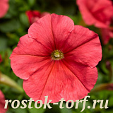 Петуния многоцветковая (Petunia multiflora) Damask F1 Salmon , 10 драже