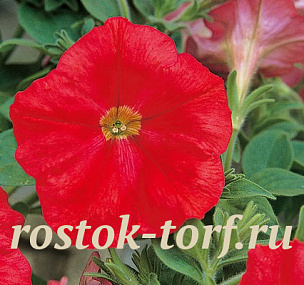 Петуния каскадная (Petunia trayling F1) Trilogy Scarlet, 5 драже